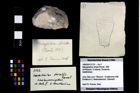 Foto (Objekt + Etikett) von Mesogalathea striata (Remeš, 1895)  (NHMW-GEO-1990-0041-3132)